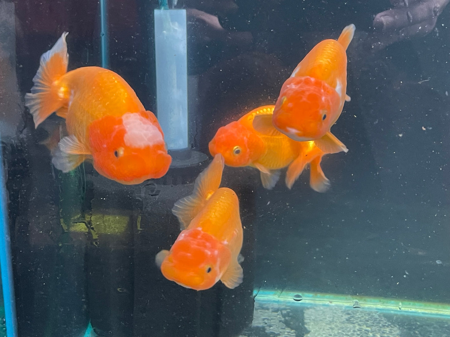 Ranchu 9-10cm Fancy Goldfish