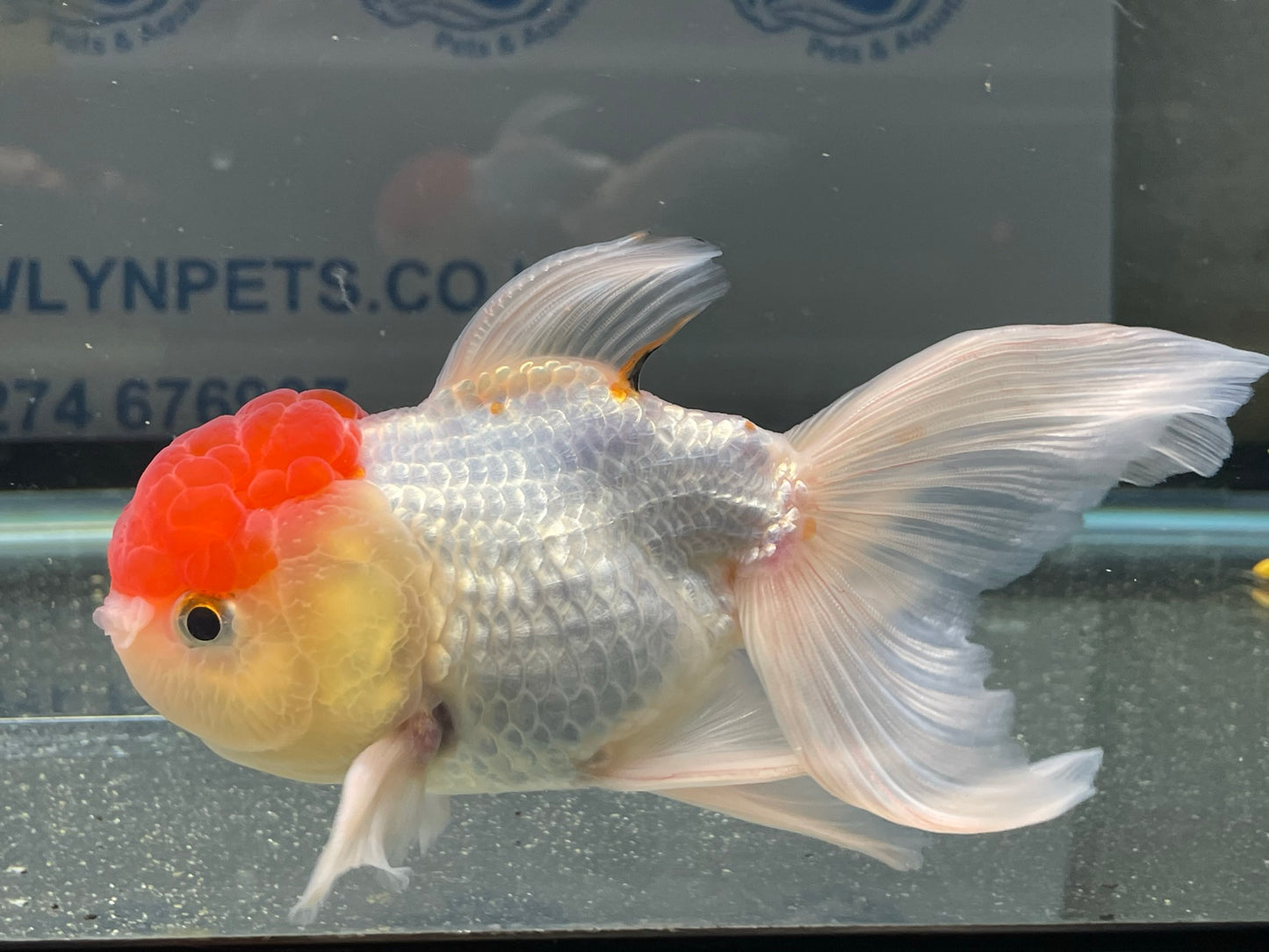Red Cap Oranda Fancy Goldfish 13-14cm #5 (Fish In Photos)