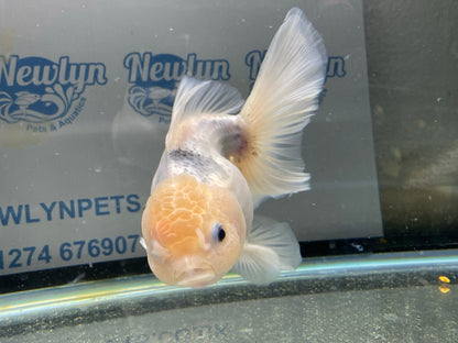 Large  Oranda  14-15cm (Fish in photo) #2