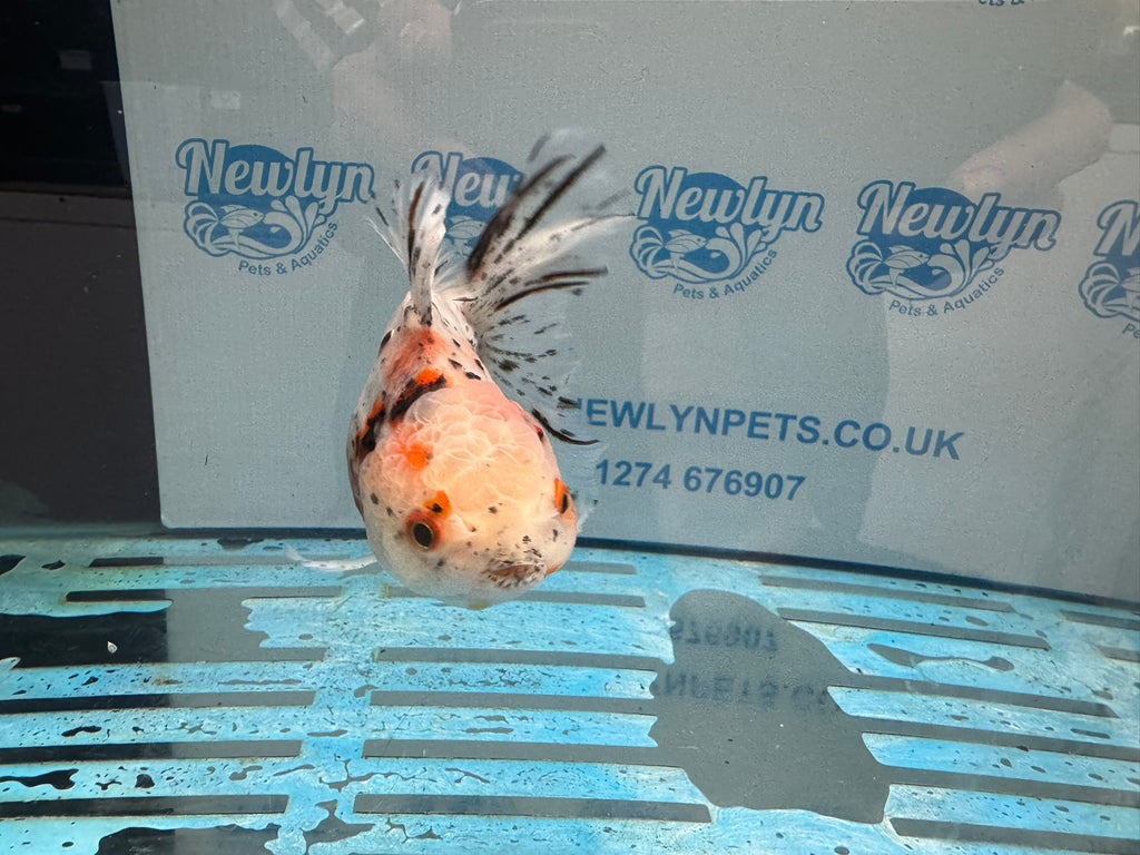 Calico Oranda 13-14cm OR7hg (Fish in photo)