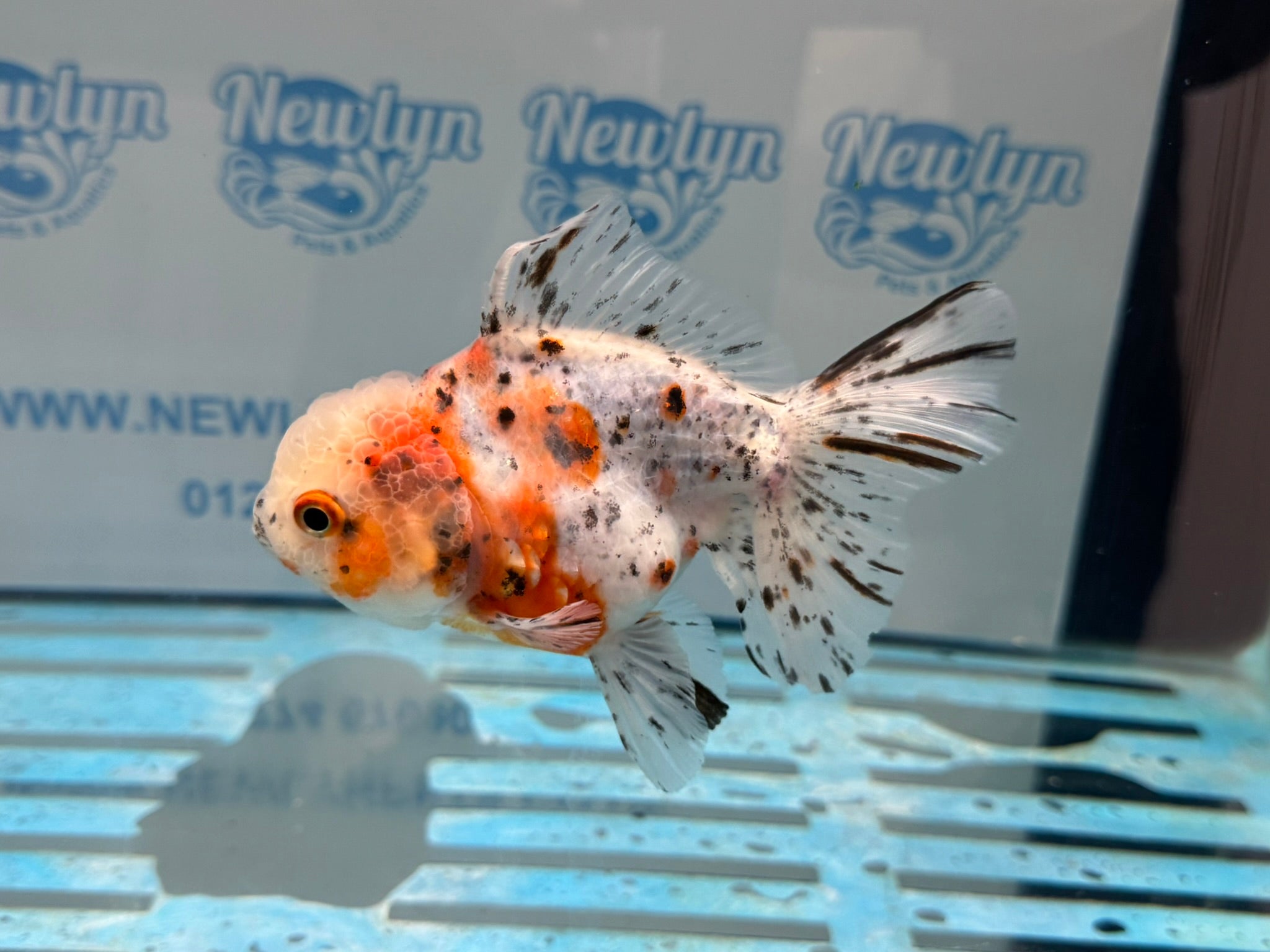 Calico Oranda 13-14cm OR7hg (Fish in photo)