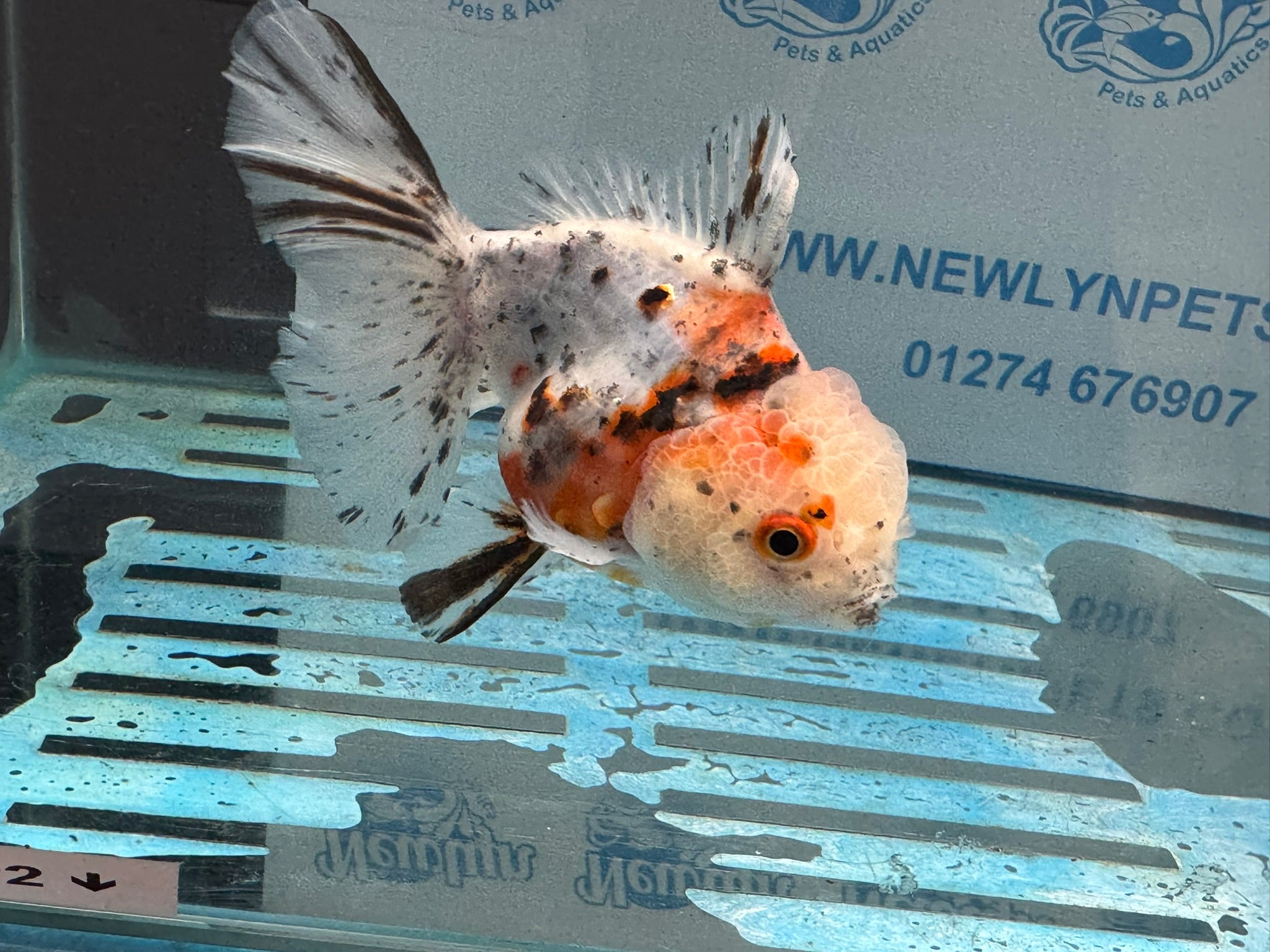 Calico Oranda 13-14cm OR7hg (Fish in photo)
