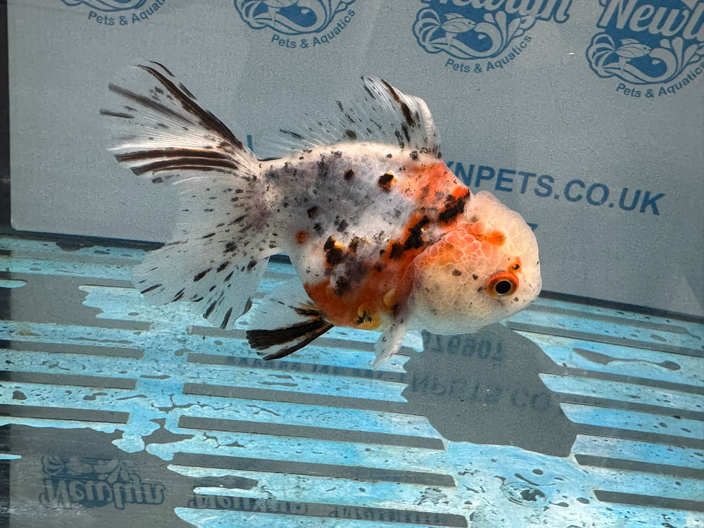 Calico Oranda 13-14cm OR7hg (Fish in photo)