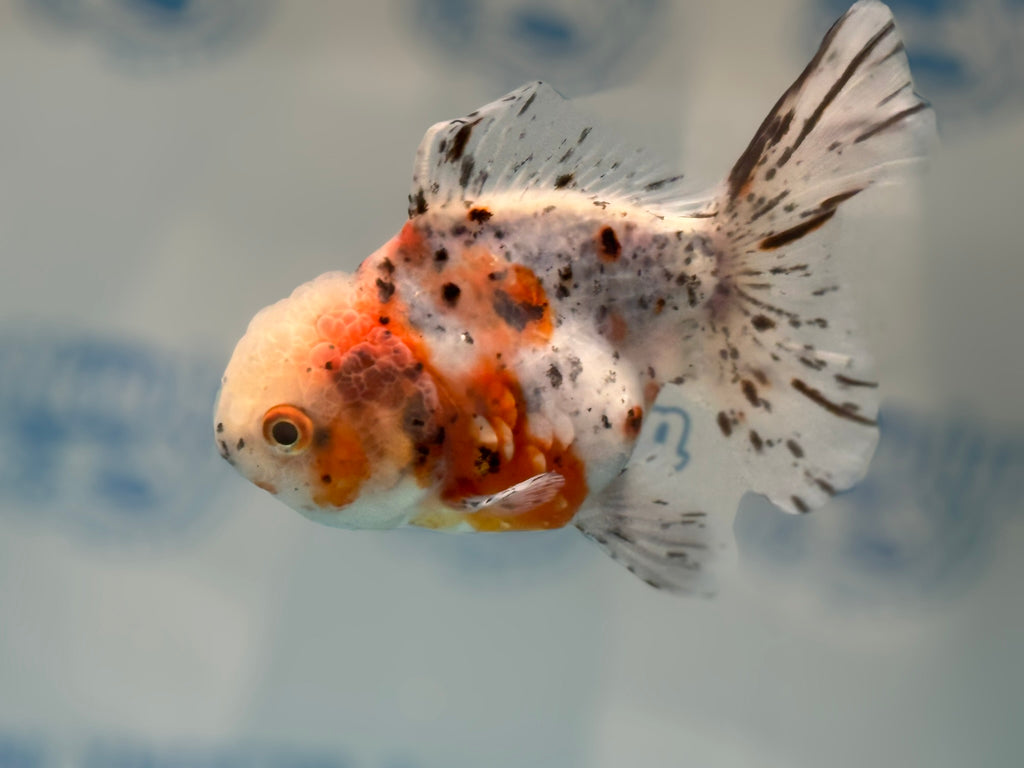 Calico Oranda 13-14cm OR7hg (Fish in photo)