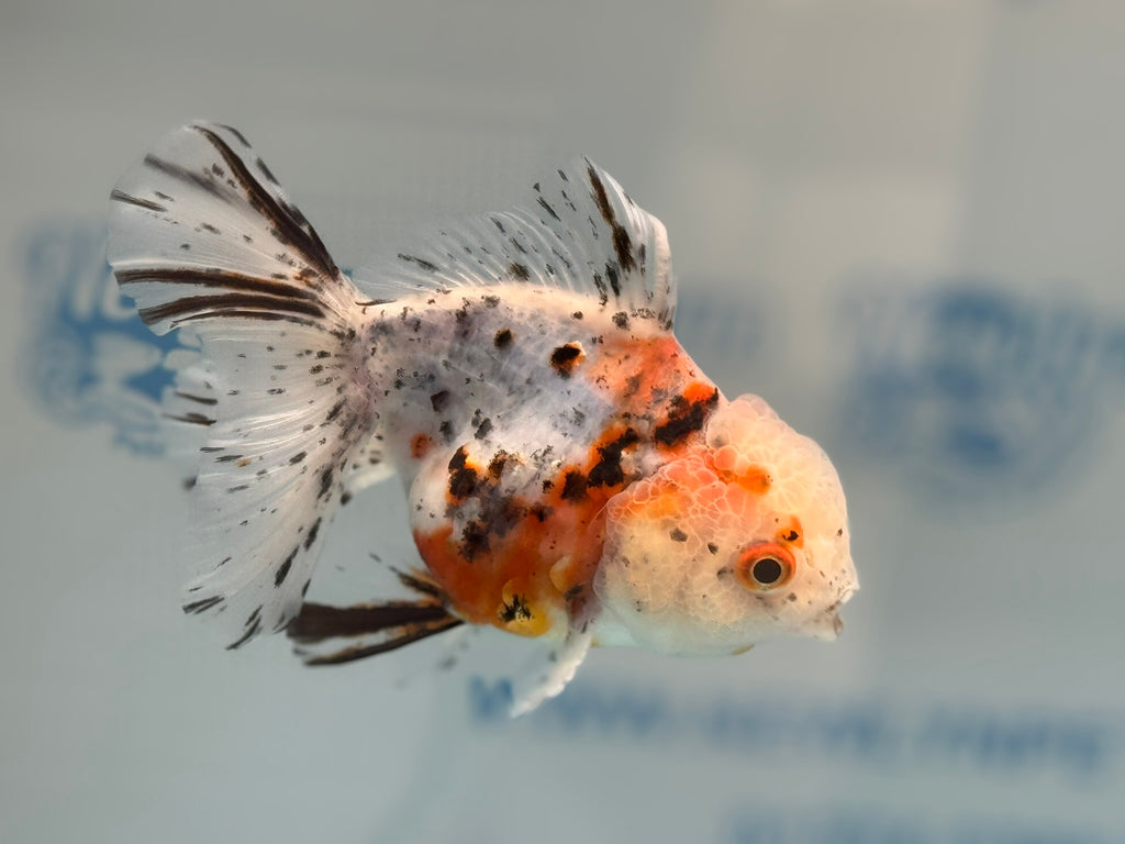 Calico Oranda 13-14cm OR7hg (Fish in photo)