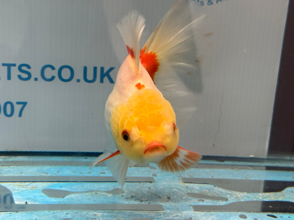 Lemonhead Oranda 14-15cm OR8hg (Fish in photo)