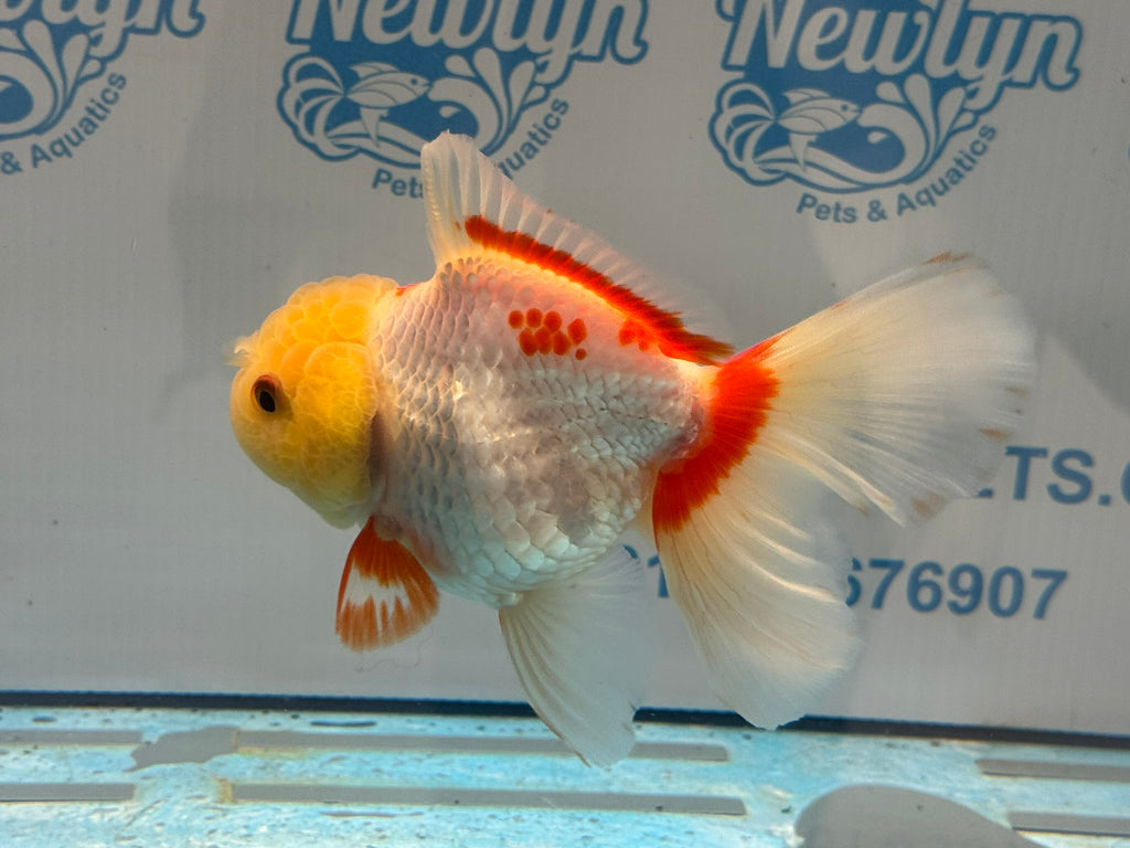 Lemonhead Oranda 14-15cm OR8hg (Fish in photo)