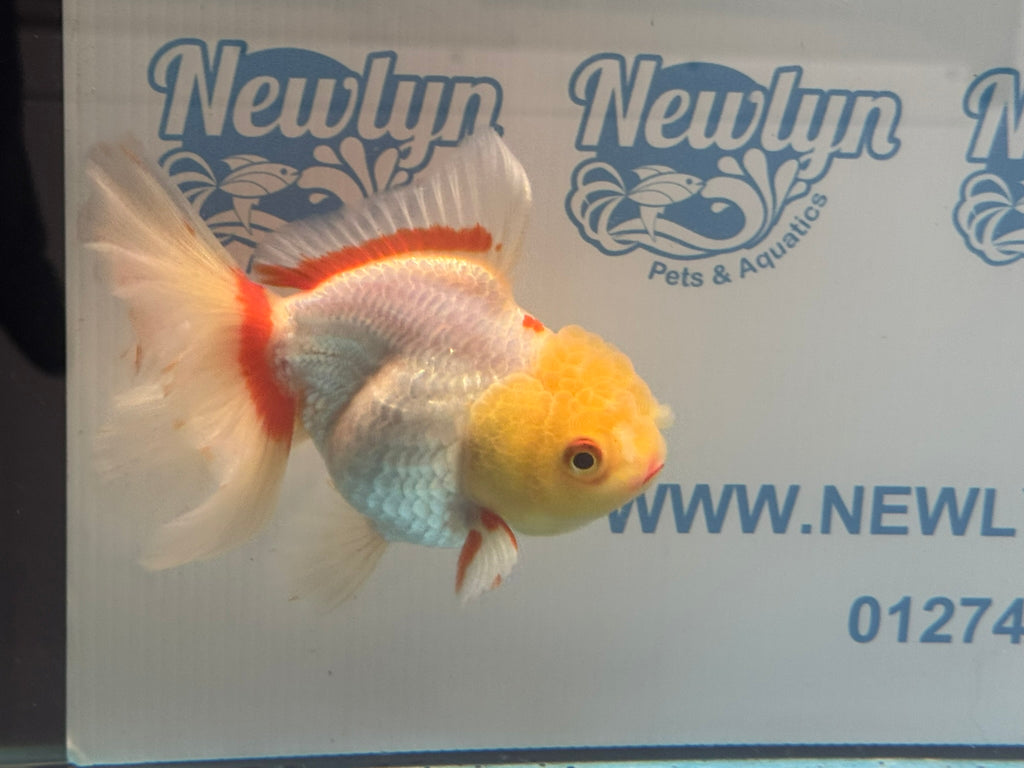 Lemonhead Oranda 14-15cm OR8hg (Fish in photo)