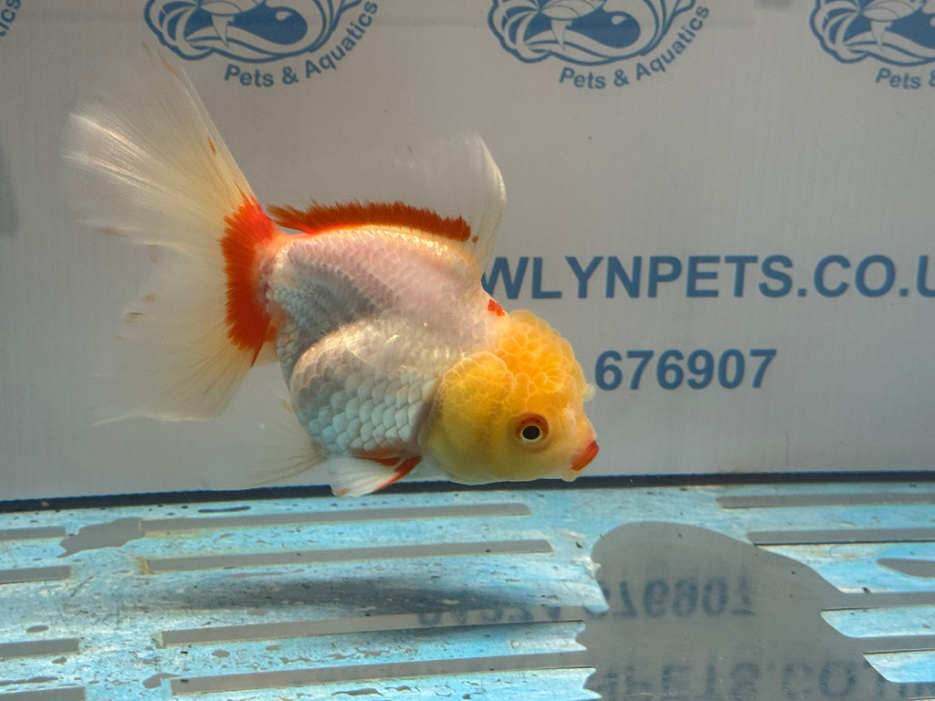 Lemonhead Oranda 14-15cm OR8hg (Fish in photo)