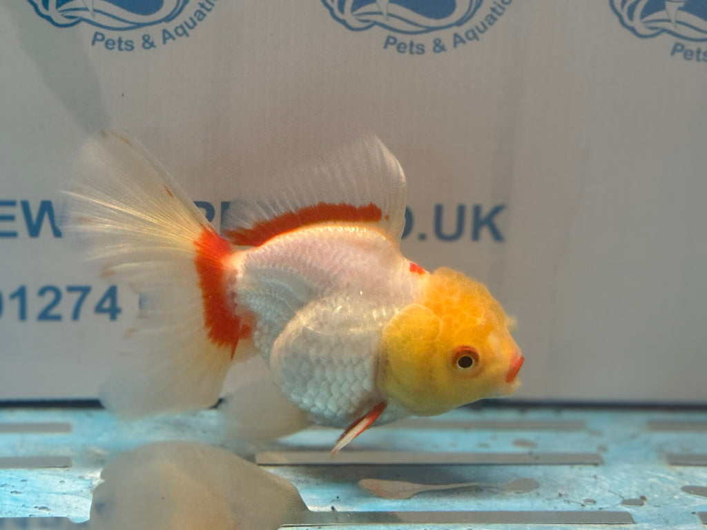 Lemonhead Oranda 14-15cm OR8hg (Fish in photo)