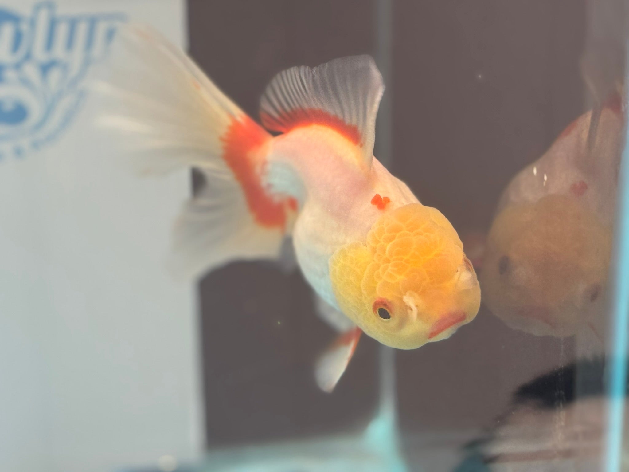 Lemonhead Oranda 14-15cm OR8hg (Fish in photo)