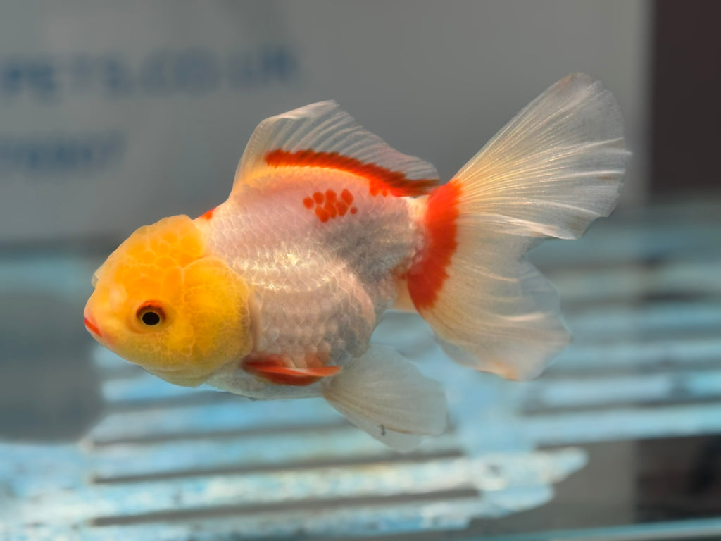 Lemonhead Oranda 14-15cm OR8hg (Fish in photo)