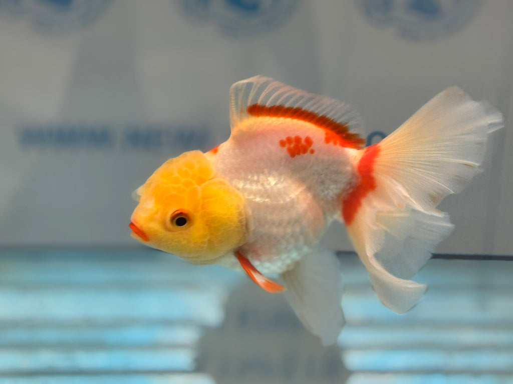 Lemonhead Oranda 14-15cm OR8hg (Fish in photo)