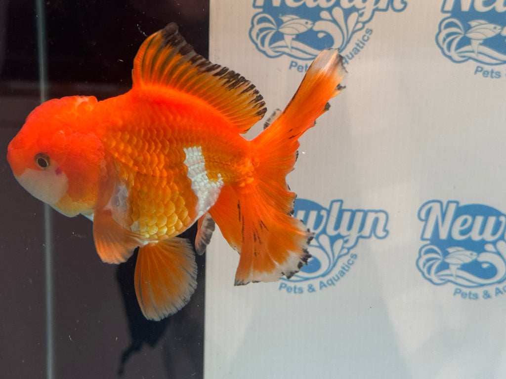 Oranda 14-15cm OR9hg (Fish in photo)