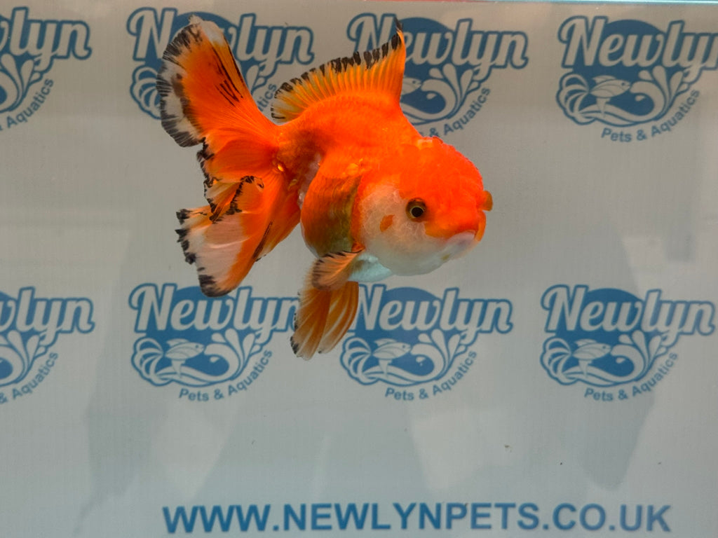 Oranda 14-15cm OR9hg (Fish in photo)