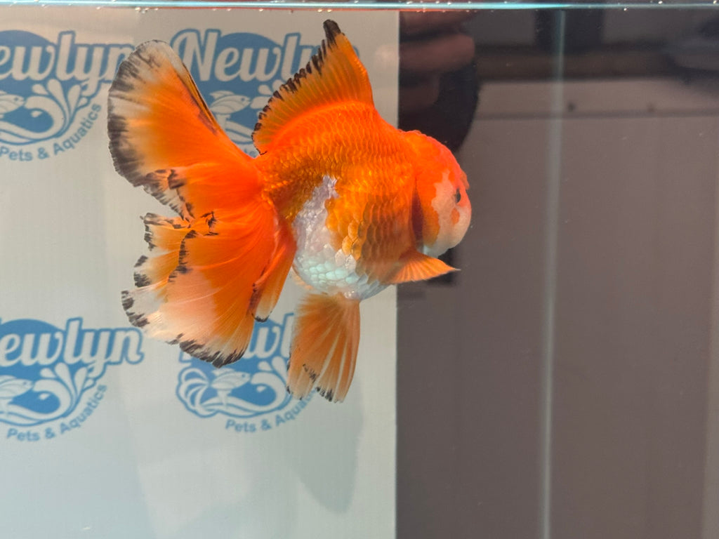 Oranda 14-15cm OR9hg (Fish in photo)