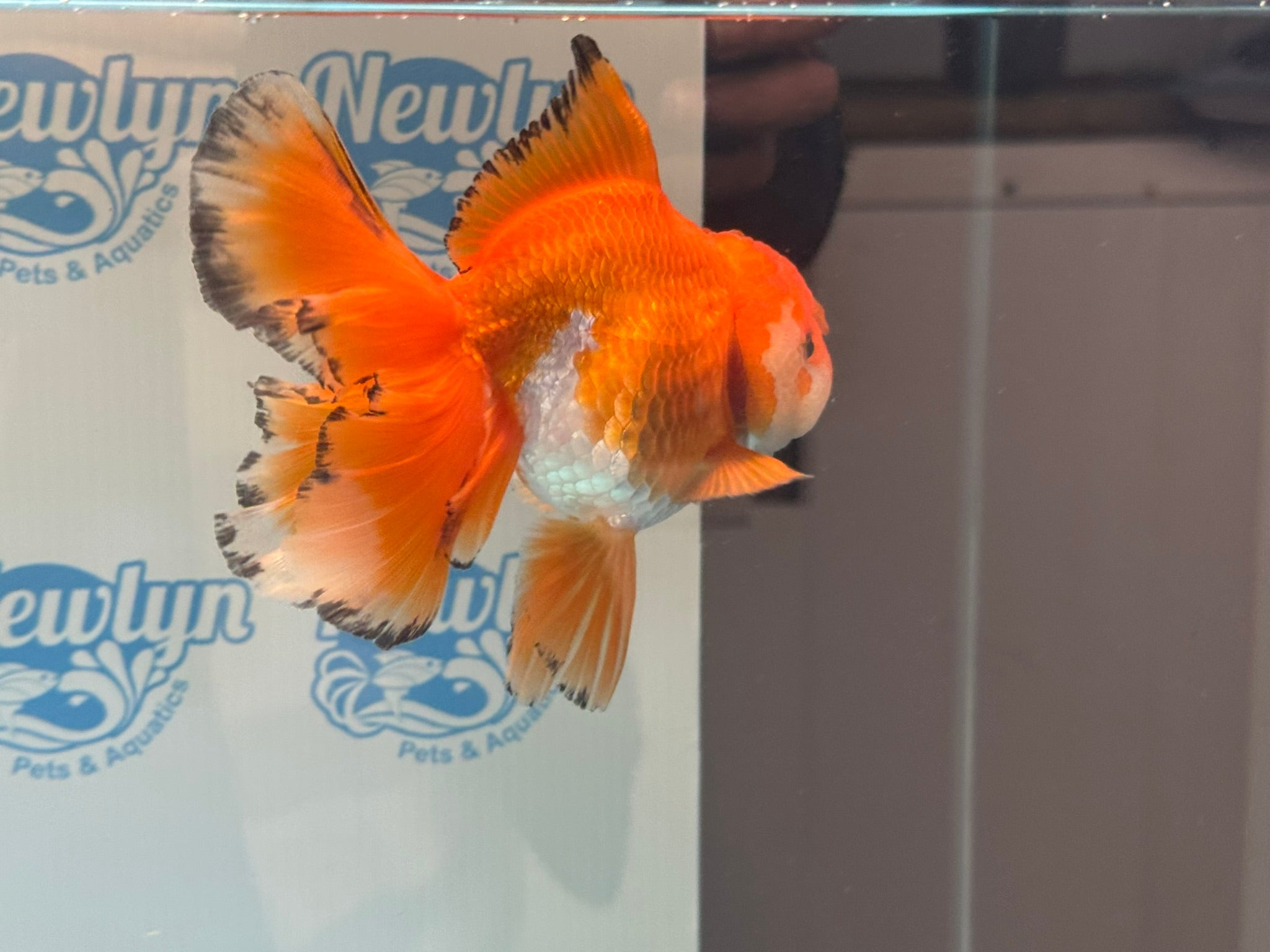 Oranda 14-15cm OR9hg (Fish in photo)
