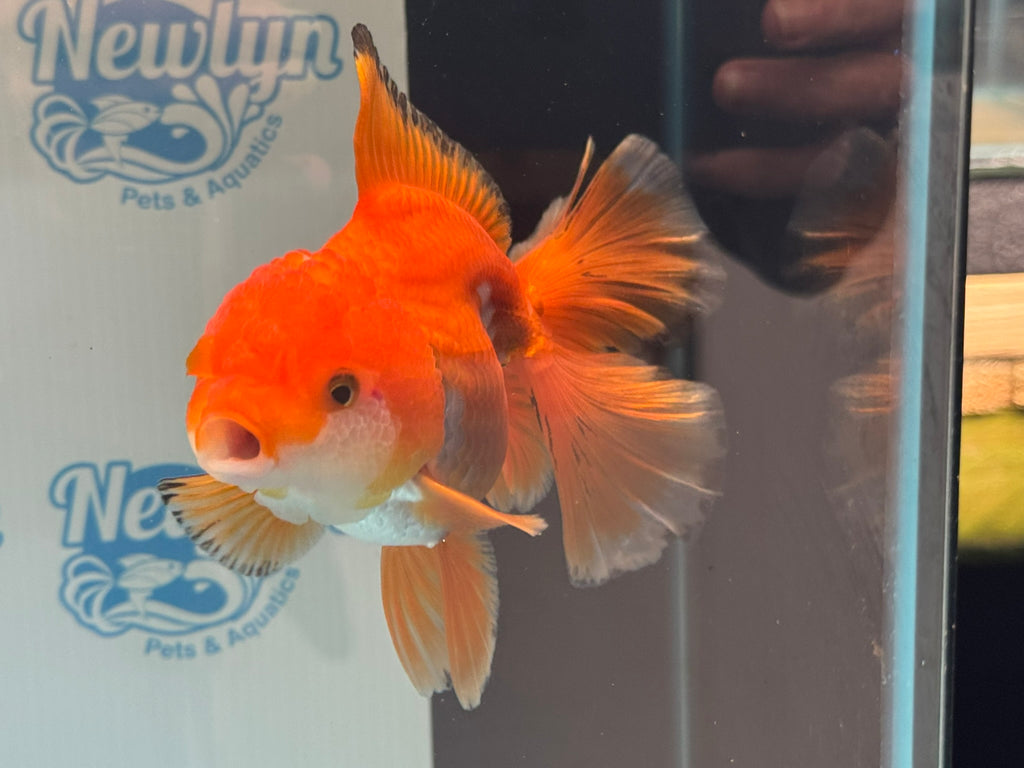 Oranda 14-15cm OR9hg (Fish in photo)