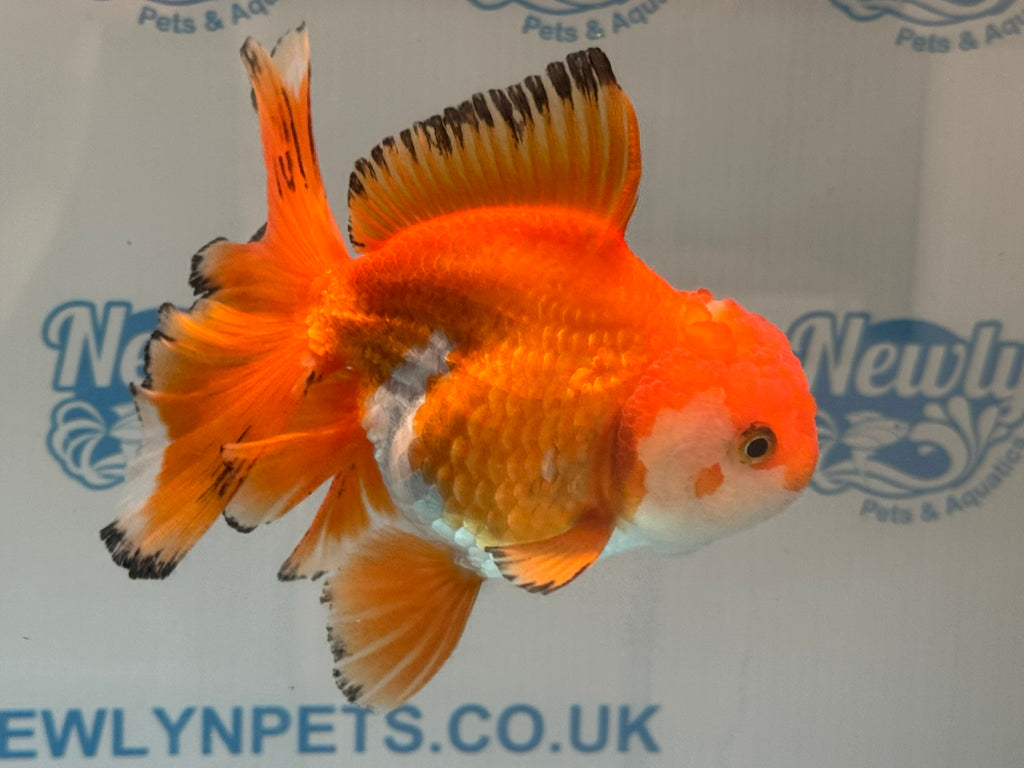 Oranda 14-15cm OR9hg (Fish in photo)