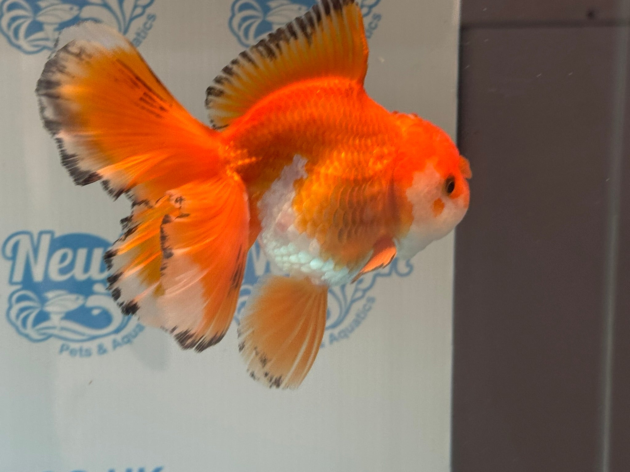 Oranda 14-15cm OR9hg (Fish in photo)