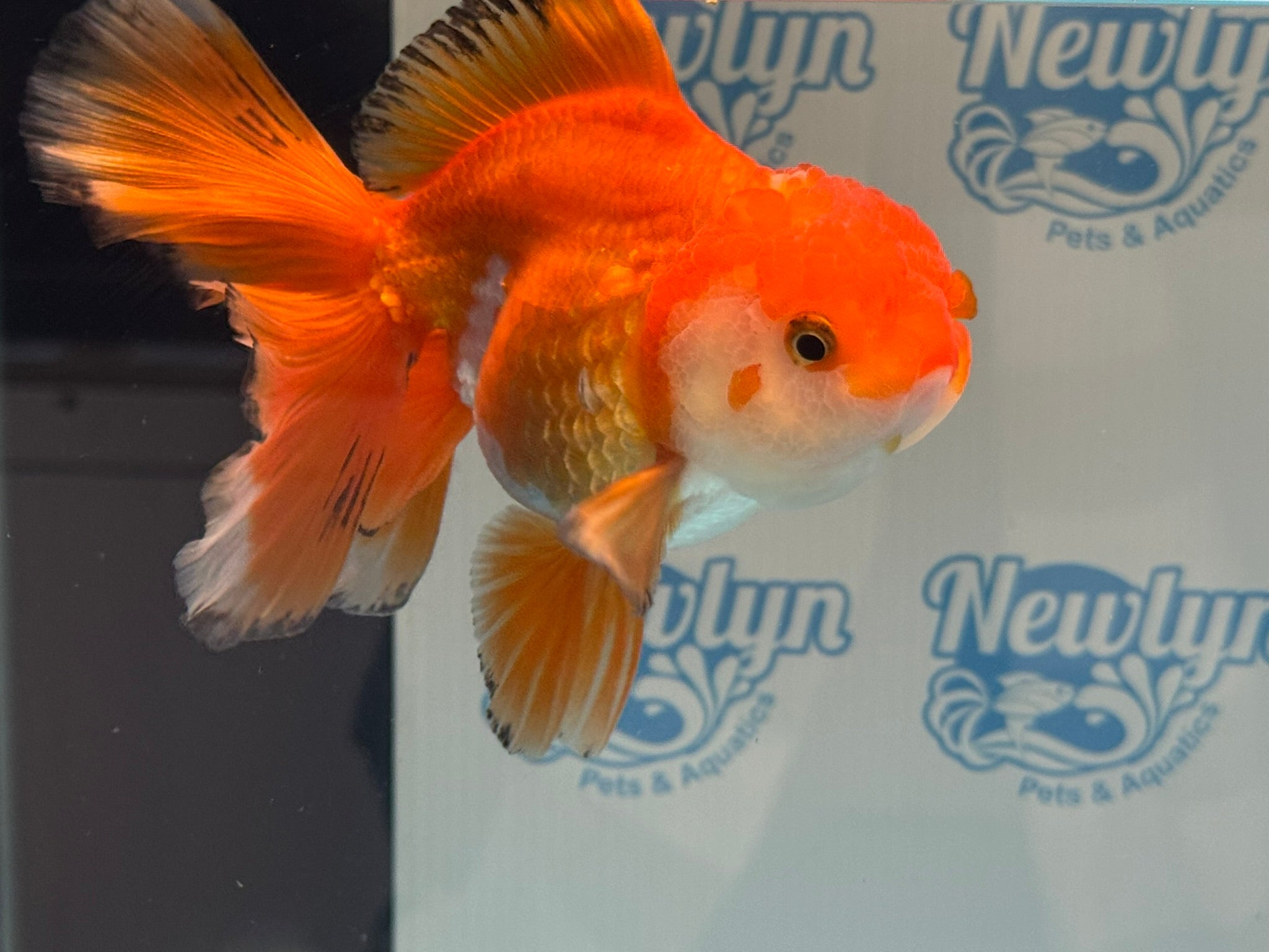 Oranda 14-15cm OR9hg (Fish in photo)