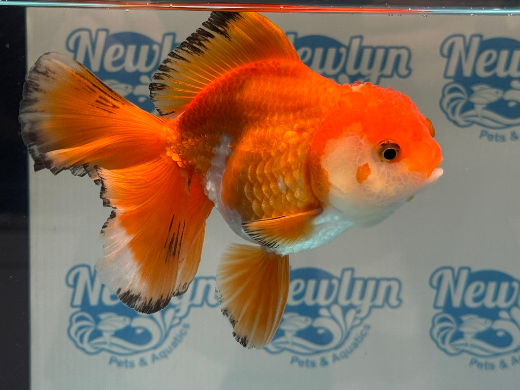 Oranda 14-15cm OR9hg (Fish in photo)