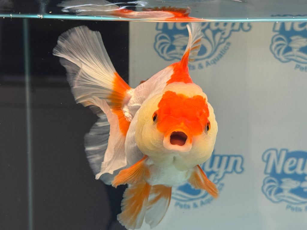 Oranda 14cm OR10hg (Fish in photo)