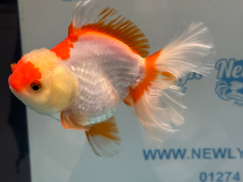 Oranda 14cm OR10hg (Fish in photo)