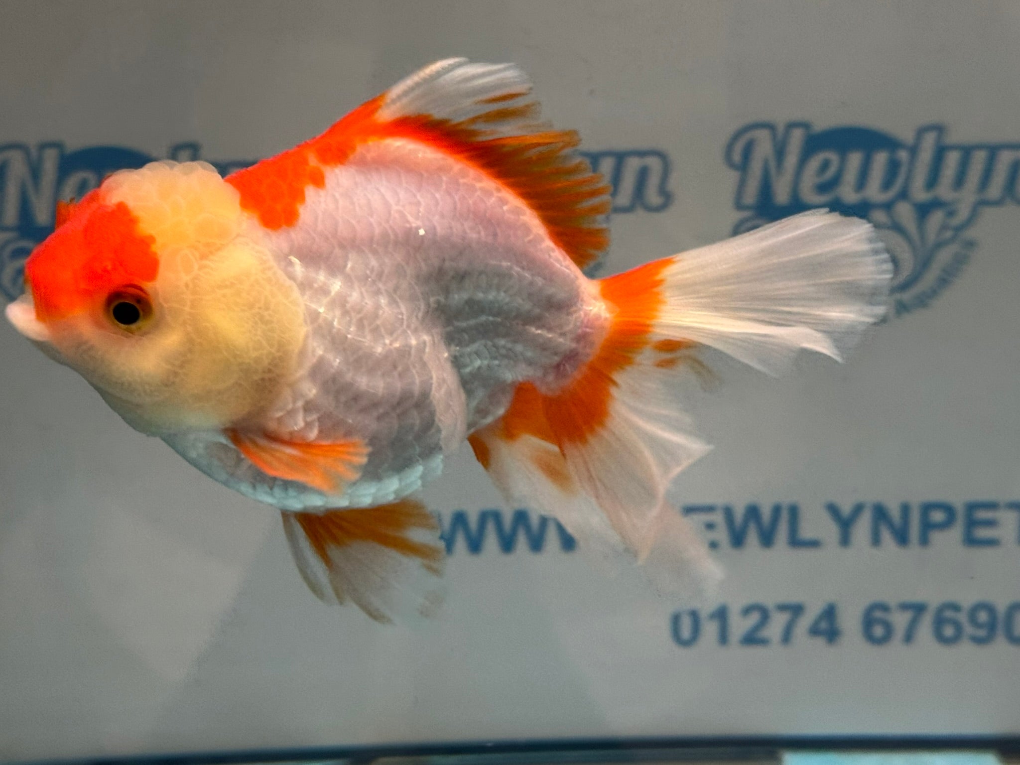 Oranda 14cm OR10hg (Fish in photo)