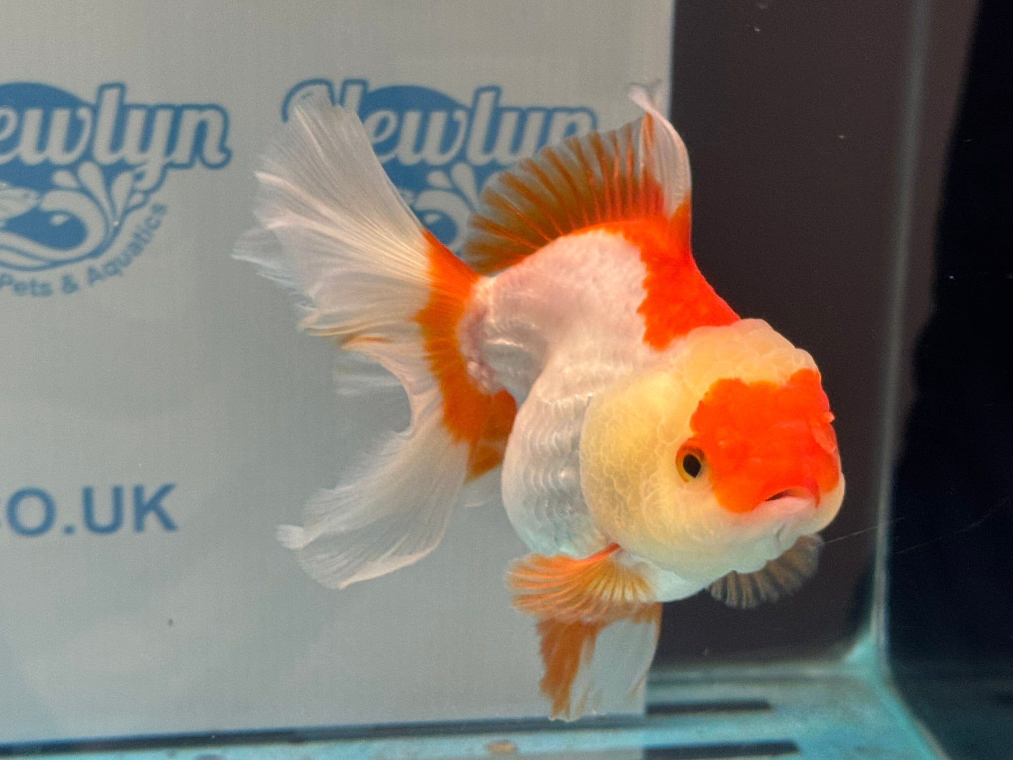 Oranda 14cm OR10hg (Fish in photo)