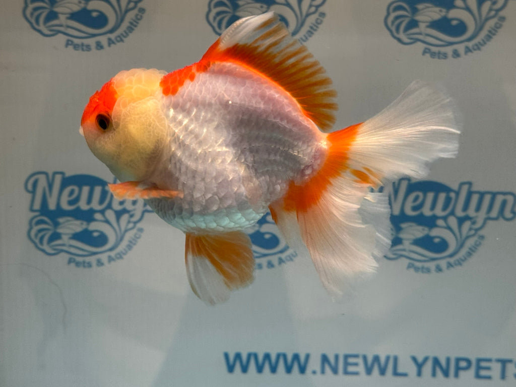 Oranda 14cm OR10hg (Fish in photo)