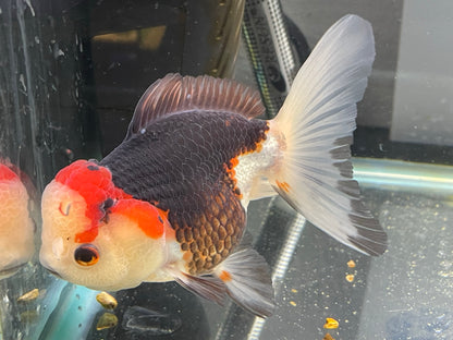 Tri-colour Oranda 12-13cm (Fish in photo)#10