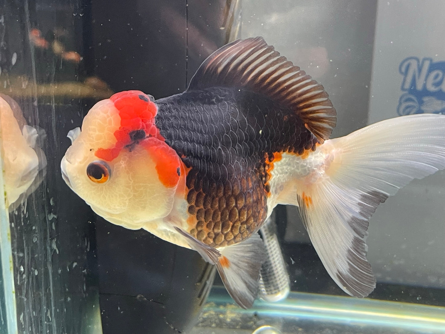 Tri-colour Oranda 12-13cm (Fish in photo)#10