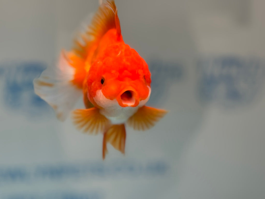 Oranda 12-13cm OR11hg (Fish in photo)