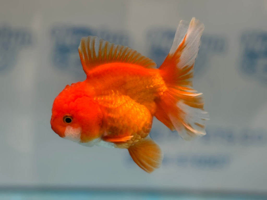 Oranda 12-13cm OR11hg (Fish in photo)