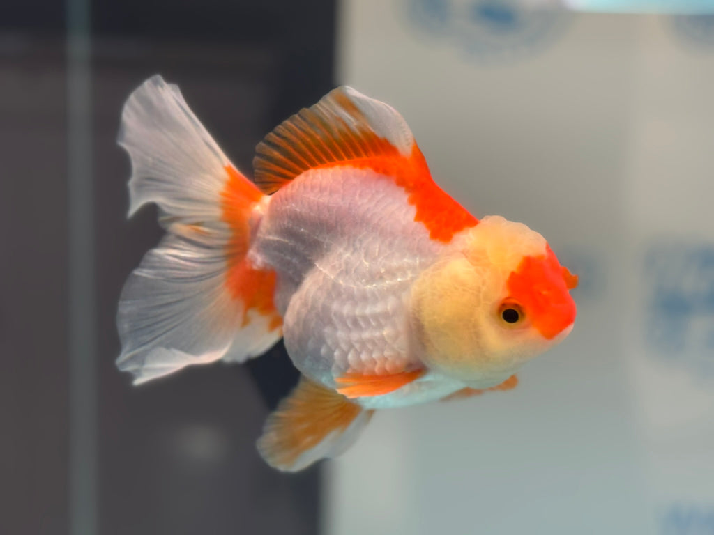 Oranda 14cm OR10hg (Fish in photo)