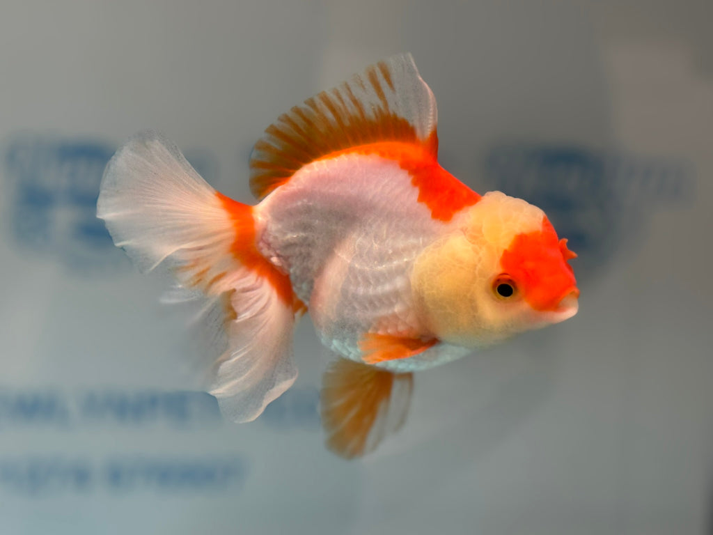 Oranda 14cm OR10hg (Fish in photo)