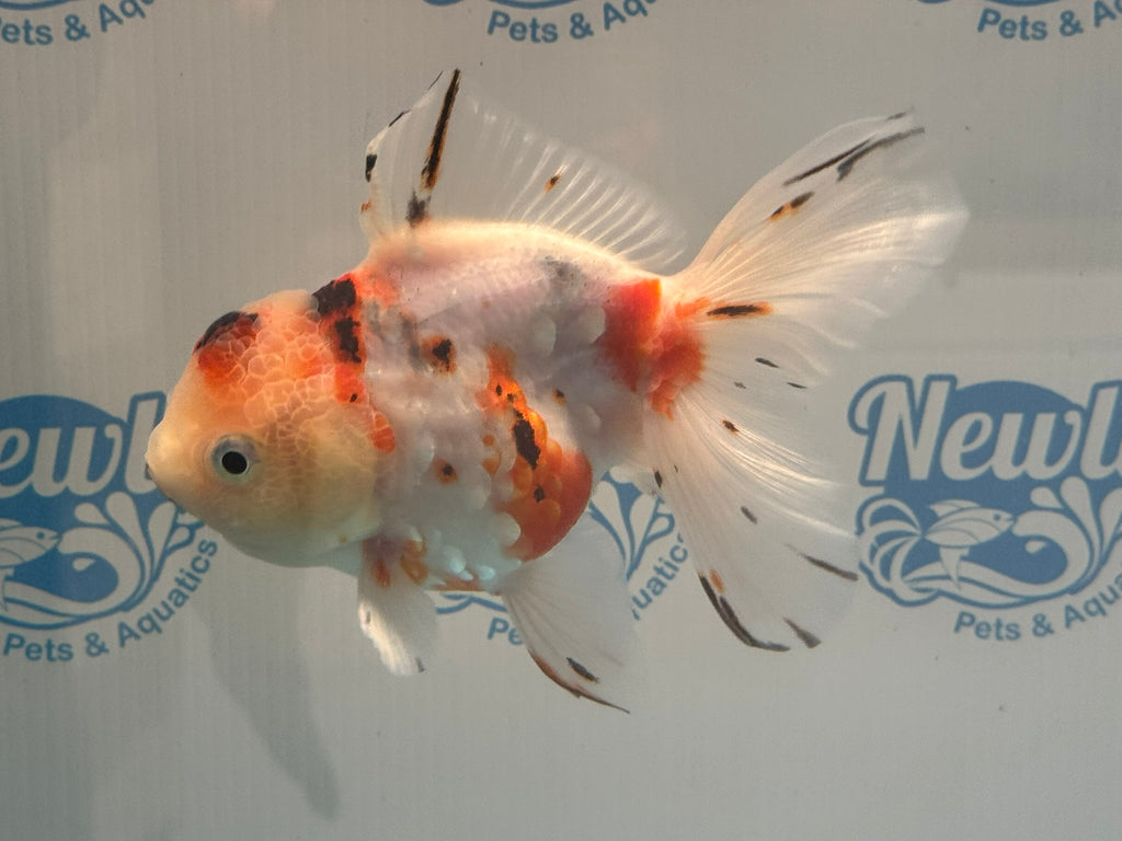 Calico Oranda 13-14cm OR12hg (Fish in photo)