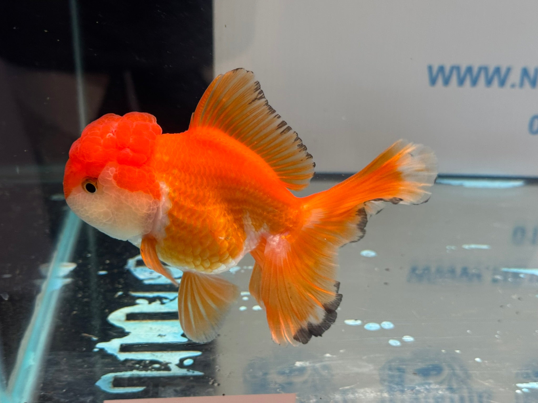 Oranda 13cm OR2 (Fish in photo)