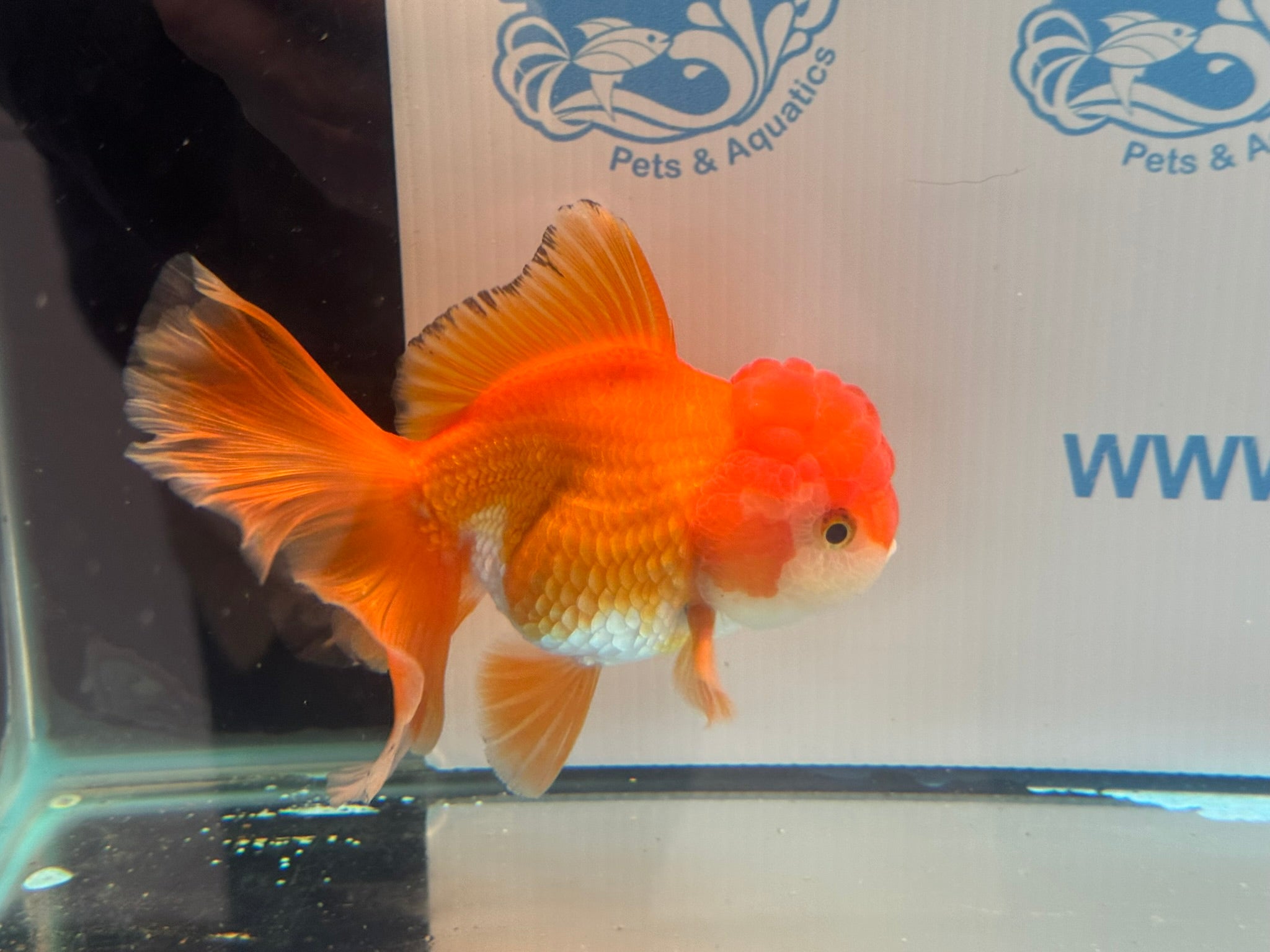 Oranda 13cm OR2 (Fish in photo)