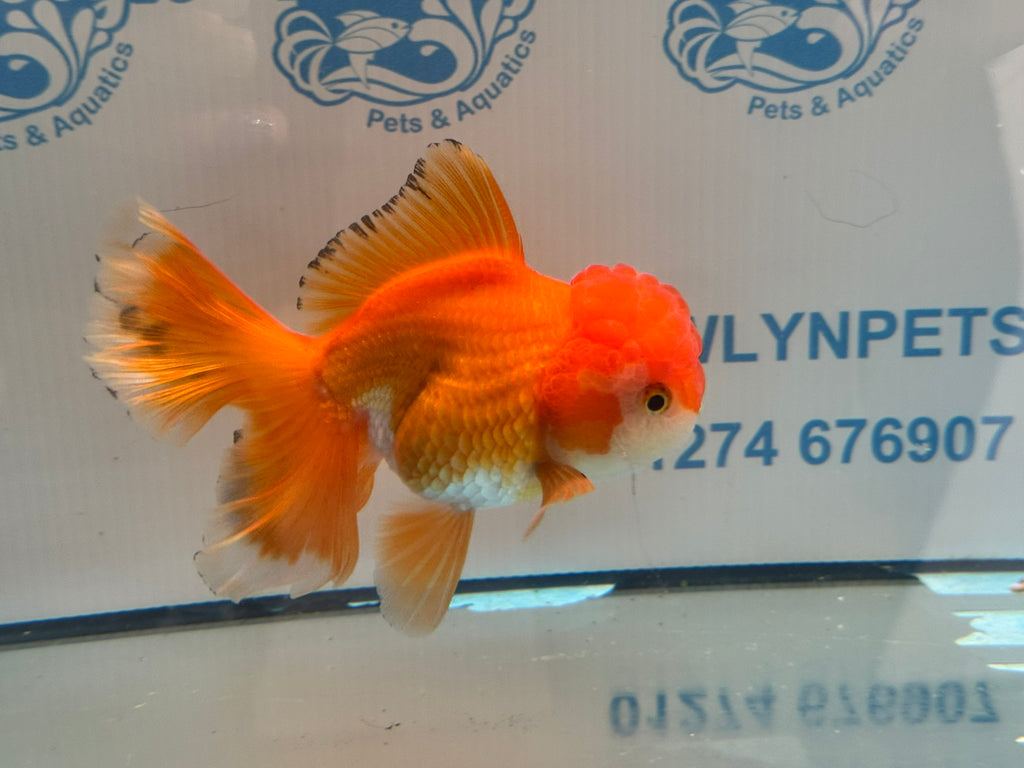 Oranda 13cm OR2 (Fish in photo)