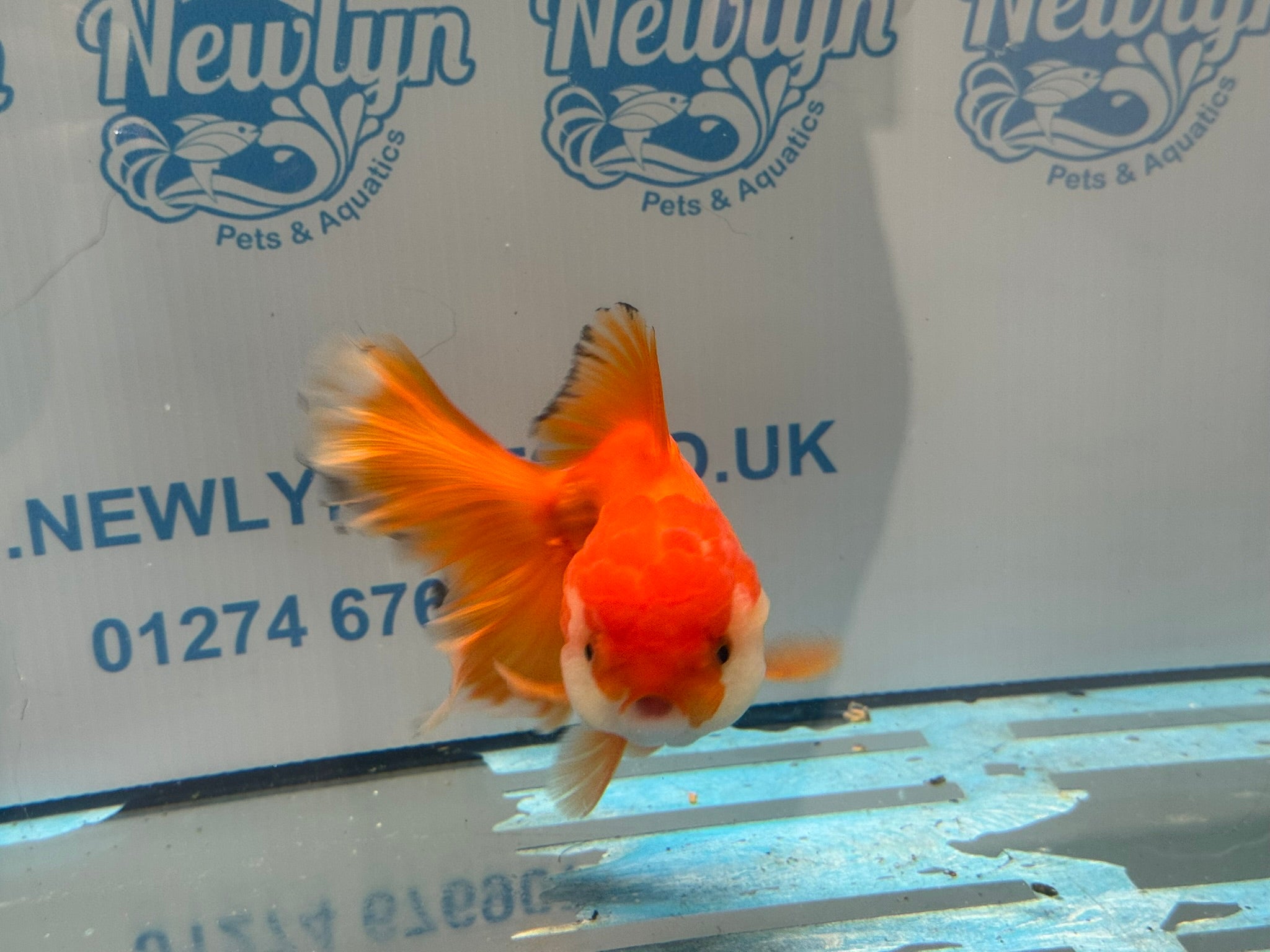 Oranda 13cm OR2 (Fish in photo)