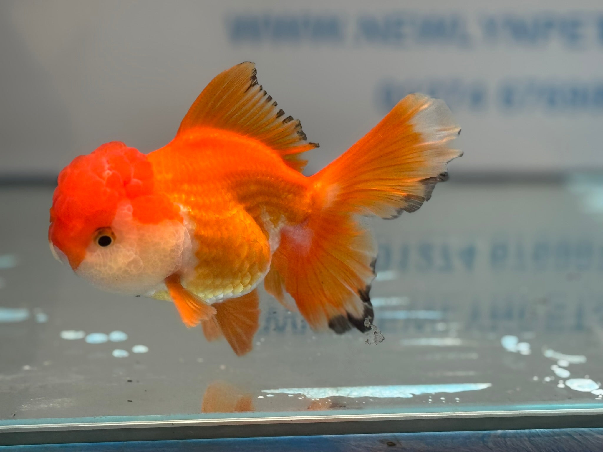 Oranda 13cm OR2 (Fish in photo)