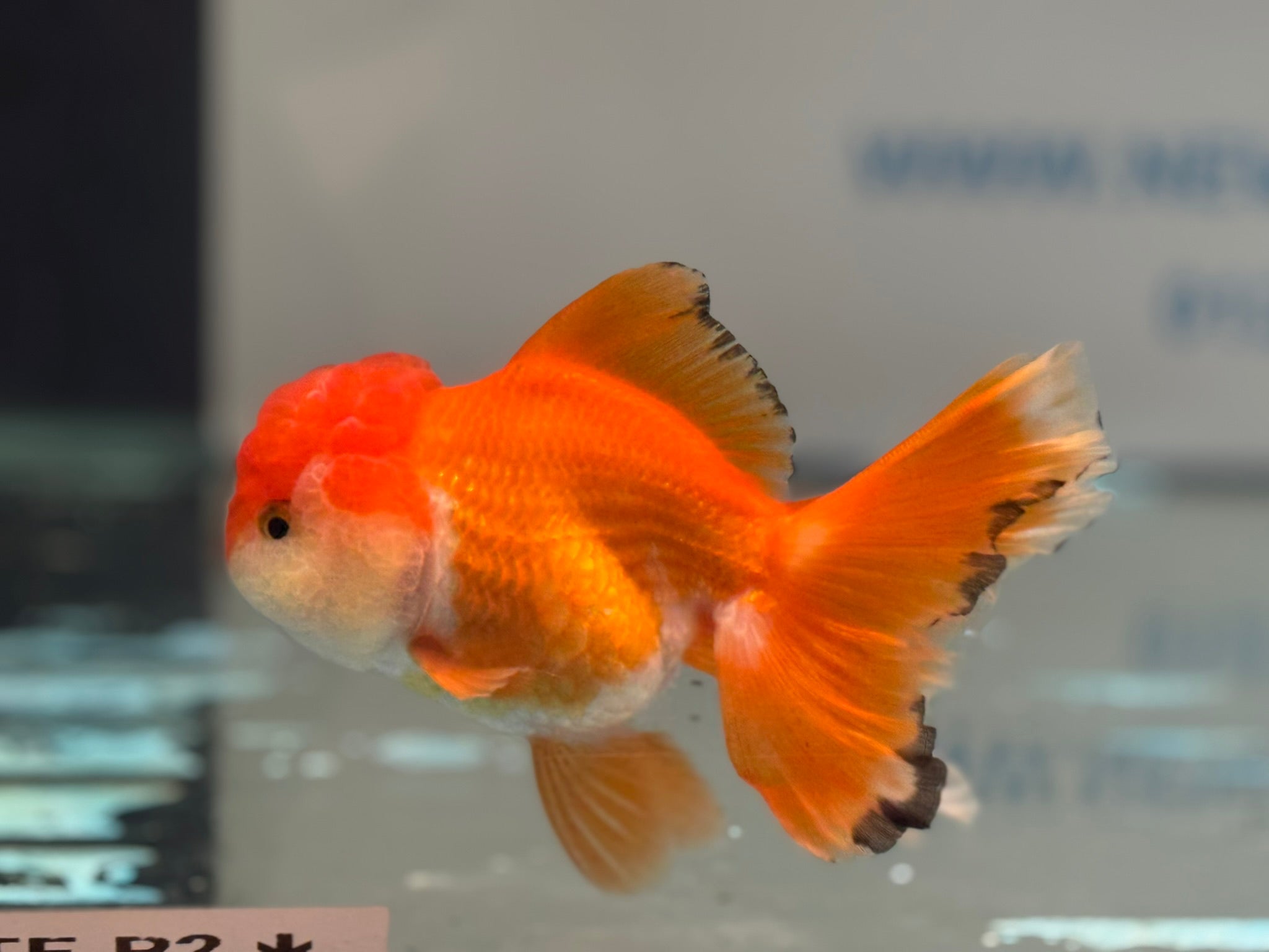 Oranda 13cm OR2 (Fish in photo)