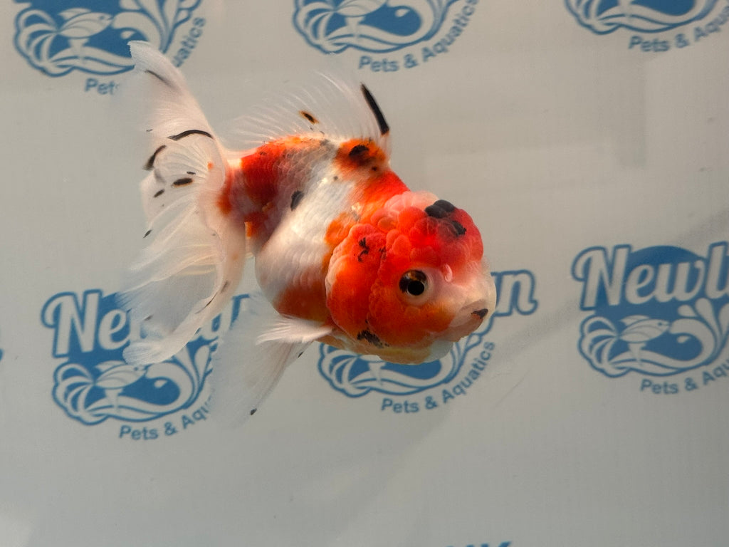 Calico Oranda 14-15cm CO2 (Fish in photo)