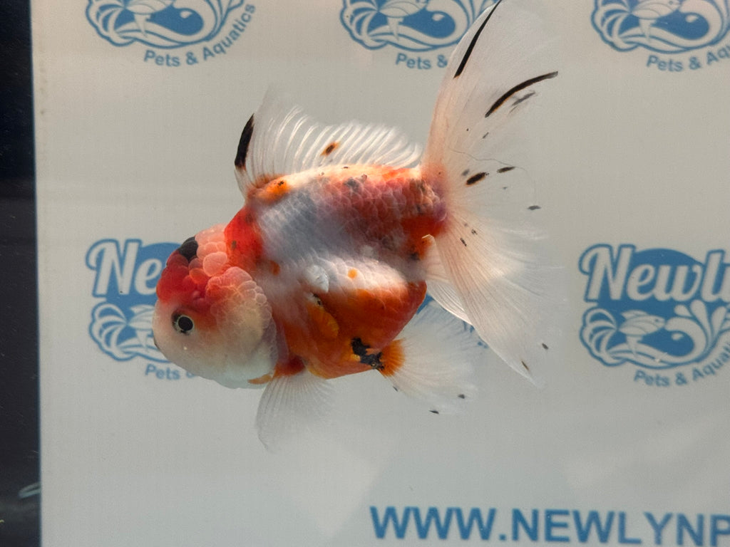Calico Oranda 14-15cm CO2 (Fish in photo)