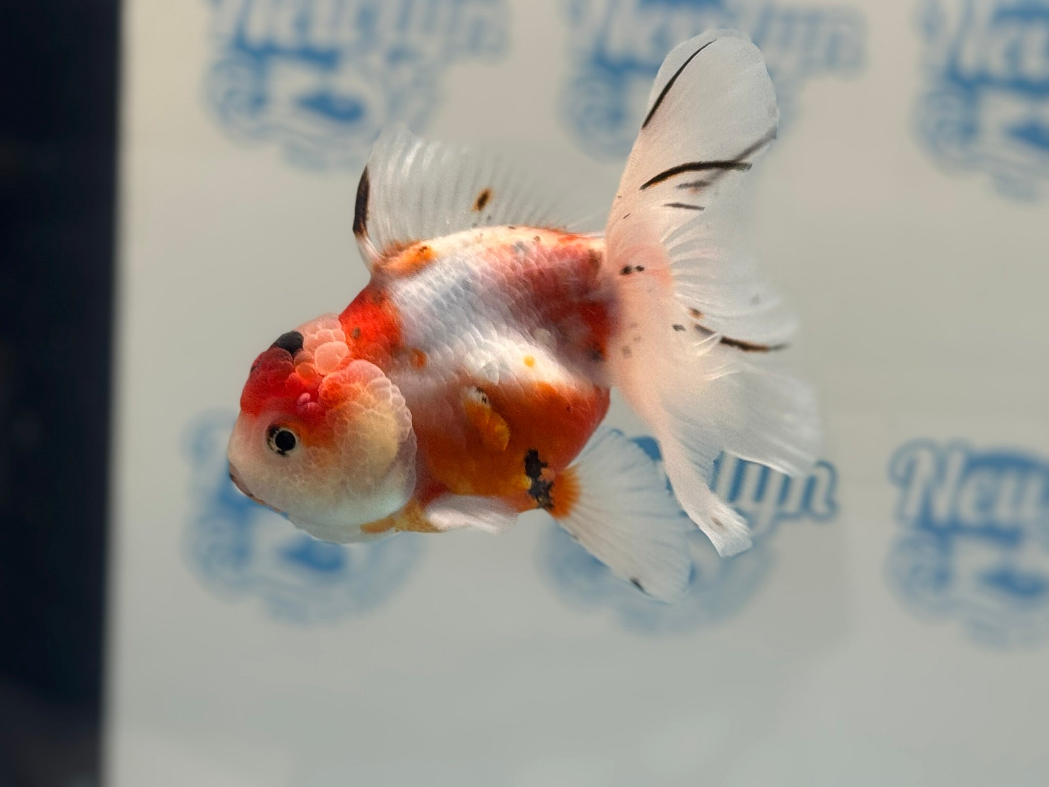 Calico Oranda 14-15cm CO2 (Fish in photo)