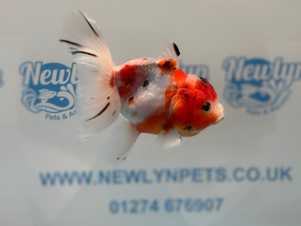 Calico Oranda 14-15cm CO2 (Fish in photo)