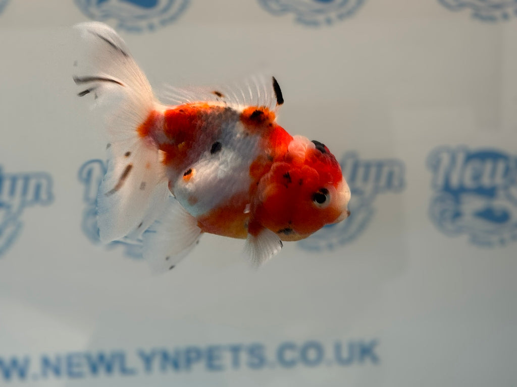 Calico Oranda 14-15cm CO2 (Fish in photo)