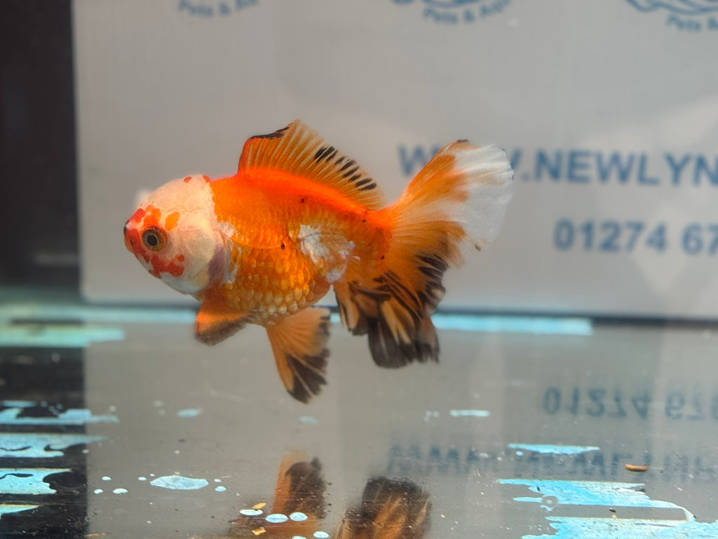 Oranda 13cm OR14 (Fish in photo)